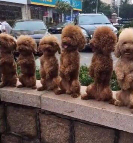 一群泰迪集体军事训练,主人一声口令,泰迪们就排排站直了!