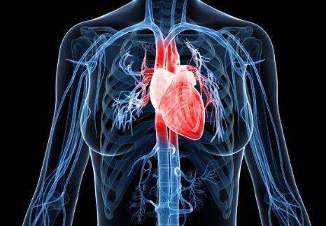 心脏体表投影位置图片图片