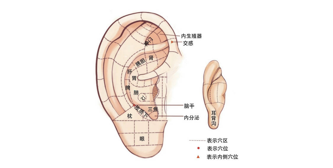 耳根部位图片