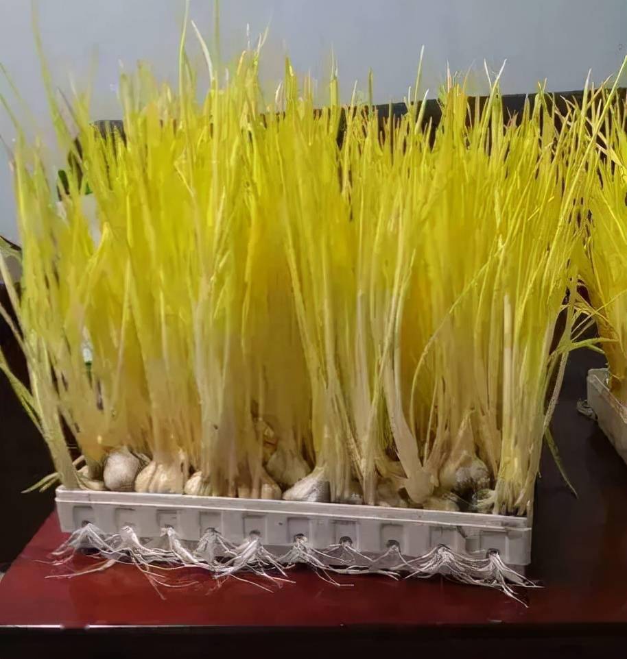 水培蒜黄立体架种植图片