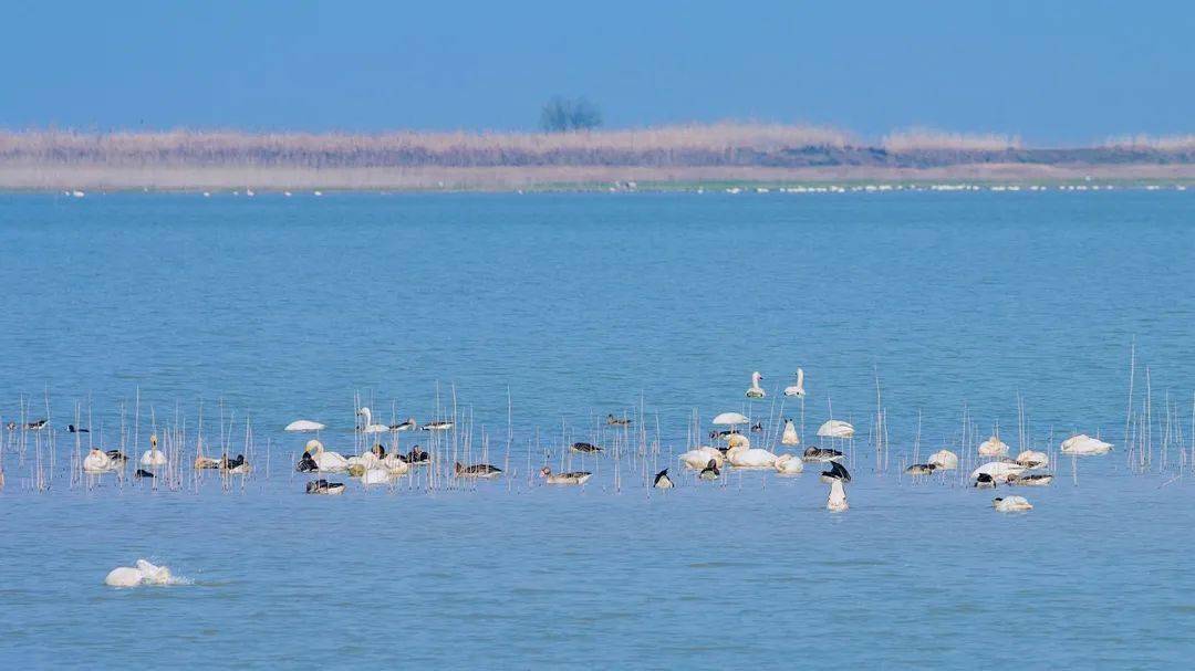 九江這些最佳觀鳥點你知道嗎_候鳥_鄱陽湖_吳城