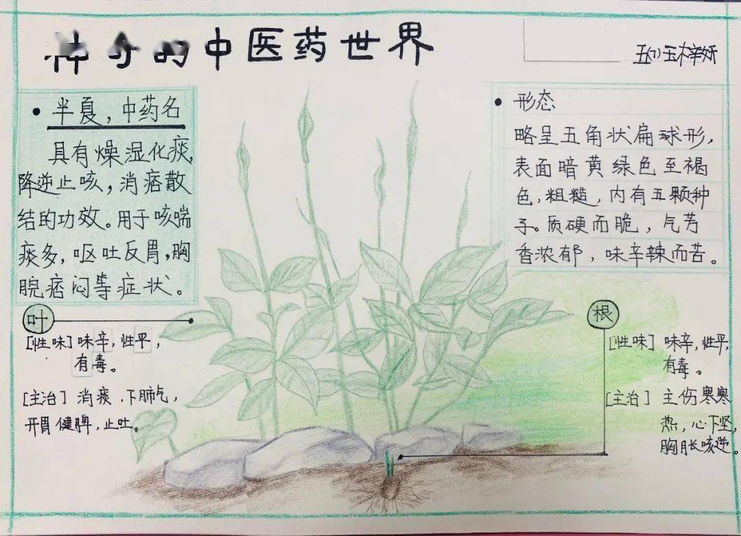 青蒿素手抄报图片