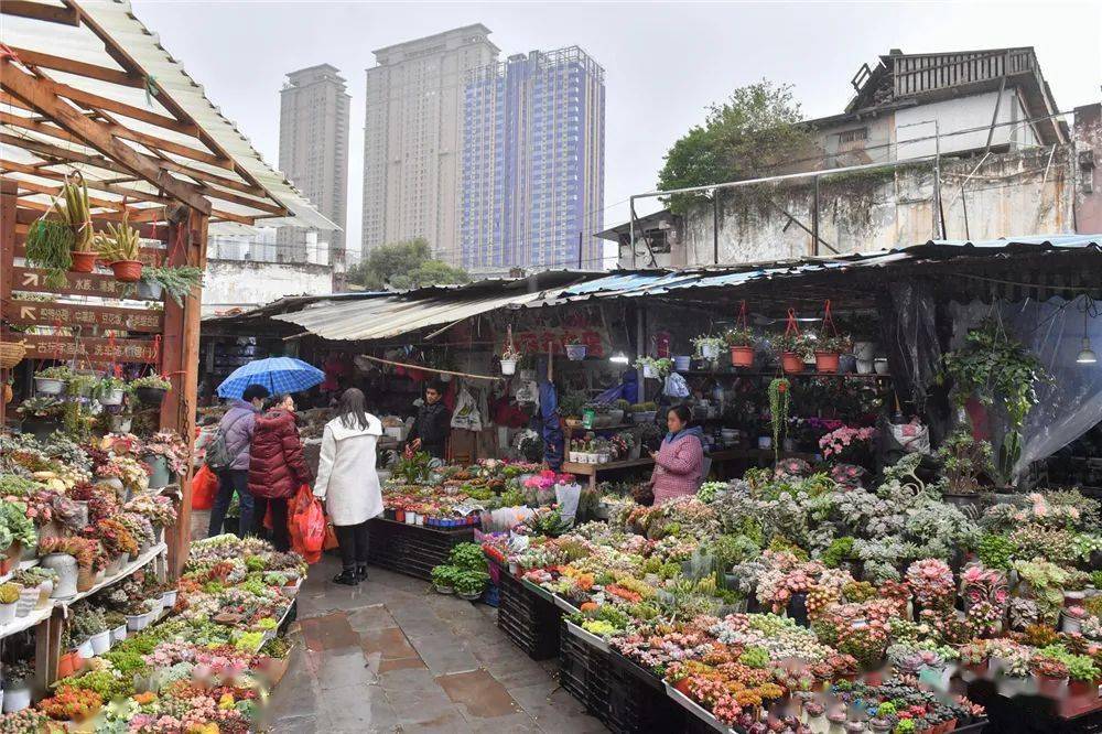 【新闻街拍】津门网乔启明:城市记忆-贵阳阳明花鸟市场市井百态_顾客_