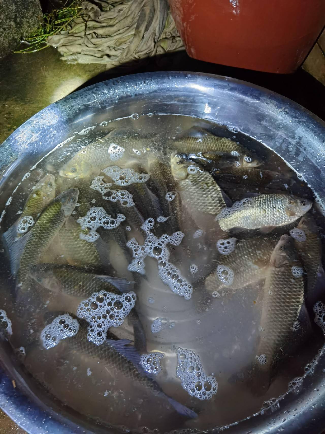 官庄水库野钓爆护之旅看看大师如何用户实践来证明