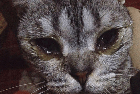 如果是眼眶周围红红的,有很多眼泪,或者眼眶周围有黄绿色脓性分泌物