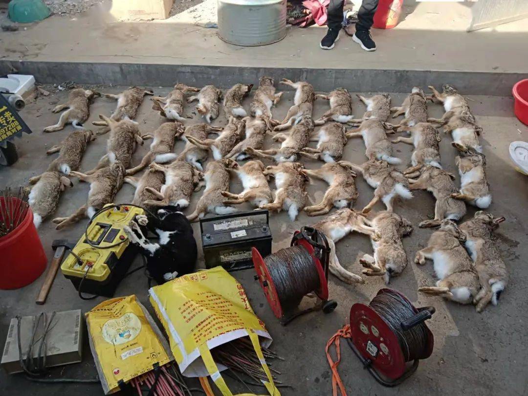 莱阳一男子私设电网,非法捕猎野兔42只!