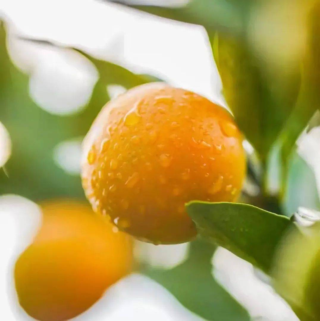 小金橘怎么做_小金橘的做法_豆果美食