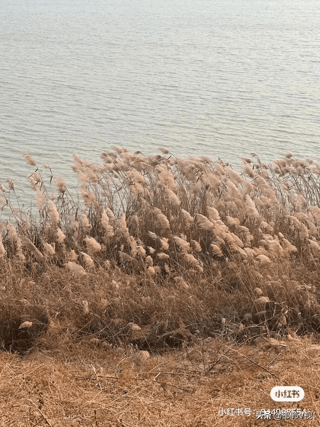 芦苇节波涛汹涌图片