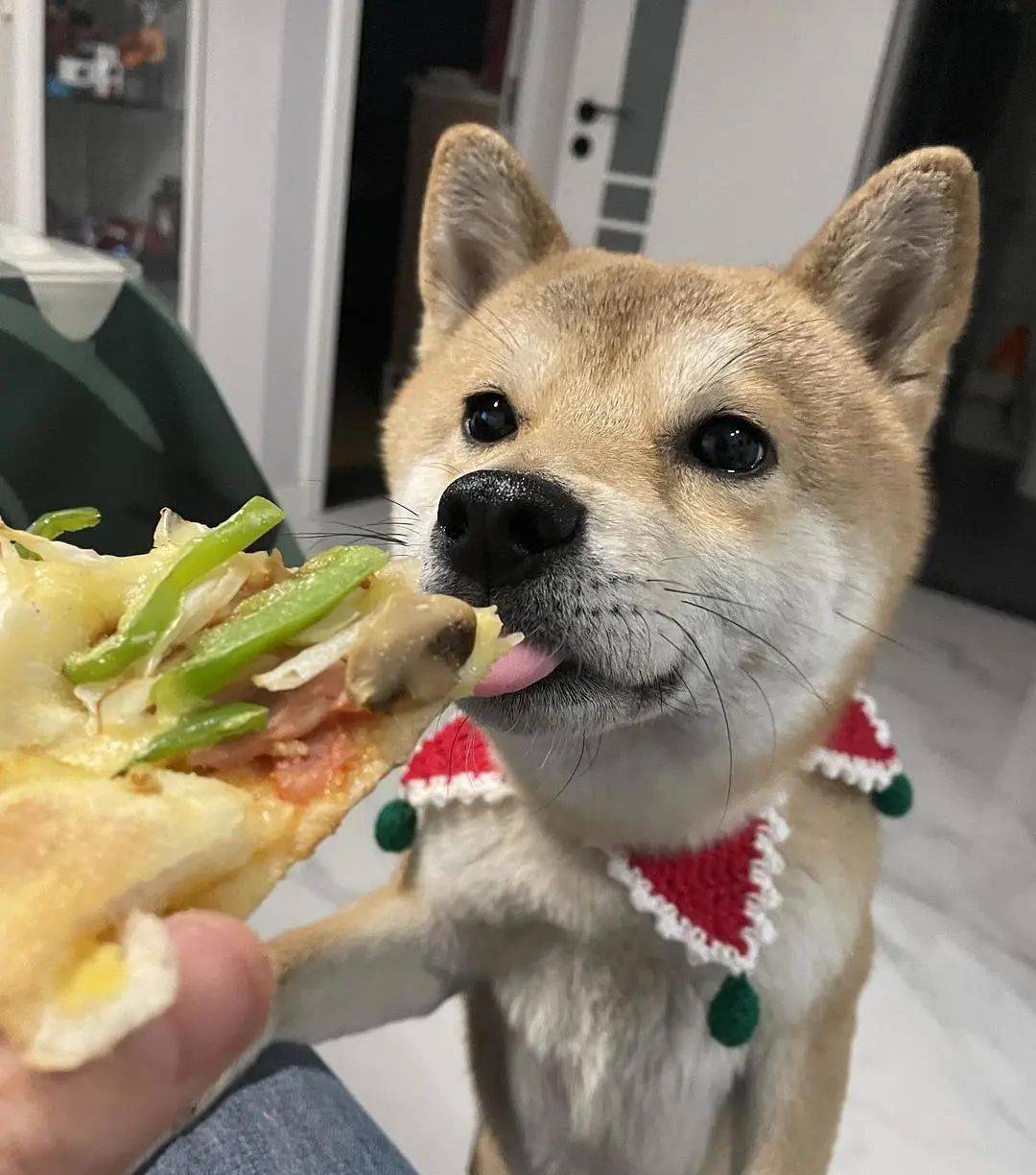 萌宠当家,挖渠,揽客,干饭.统统高能!_狗狗_时候_话匣子