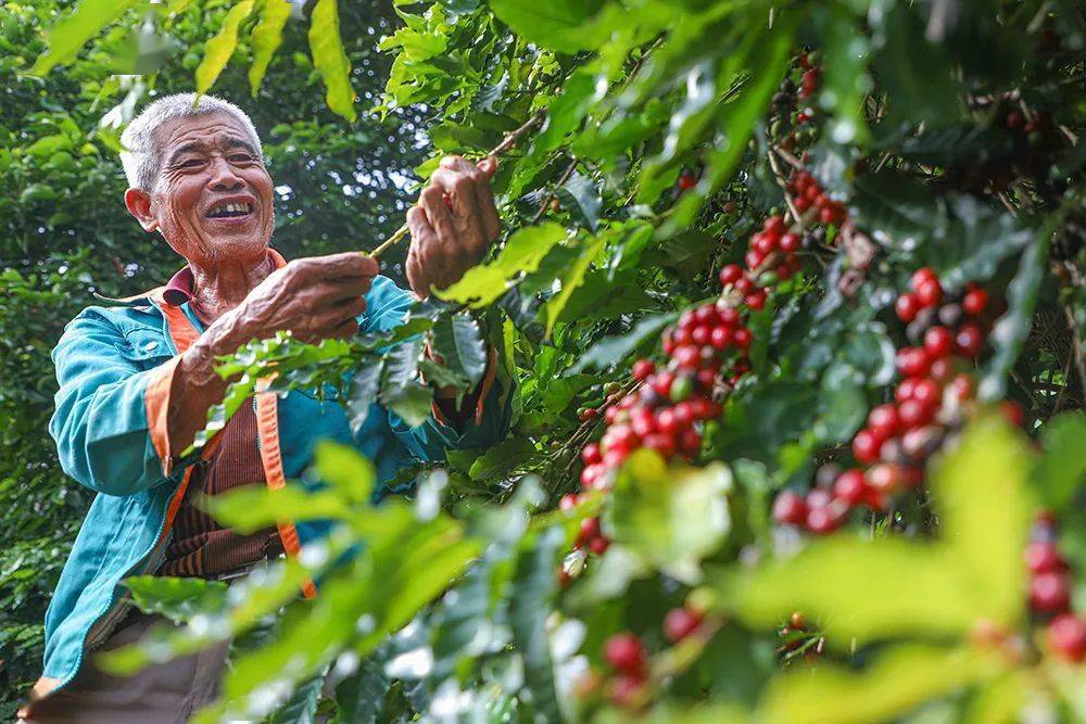 咖啡红了山野树林的味道来了