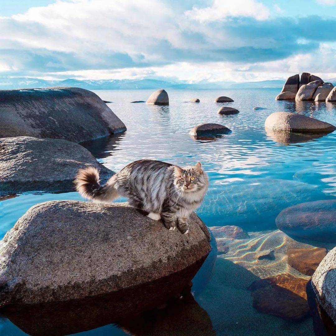 沉醉于美景中的猫咪,太可爱了!