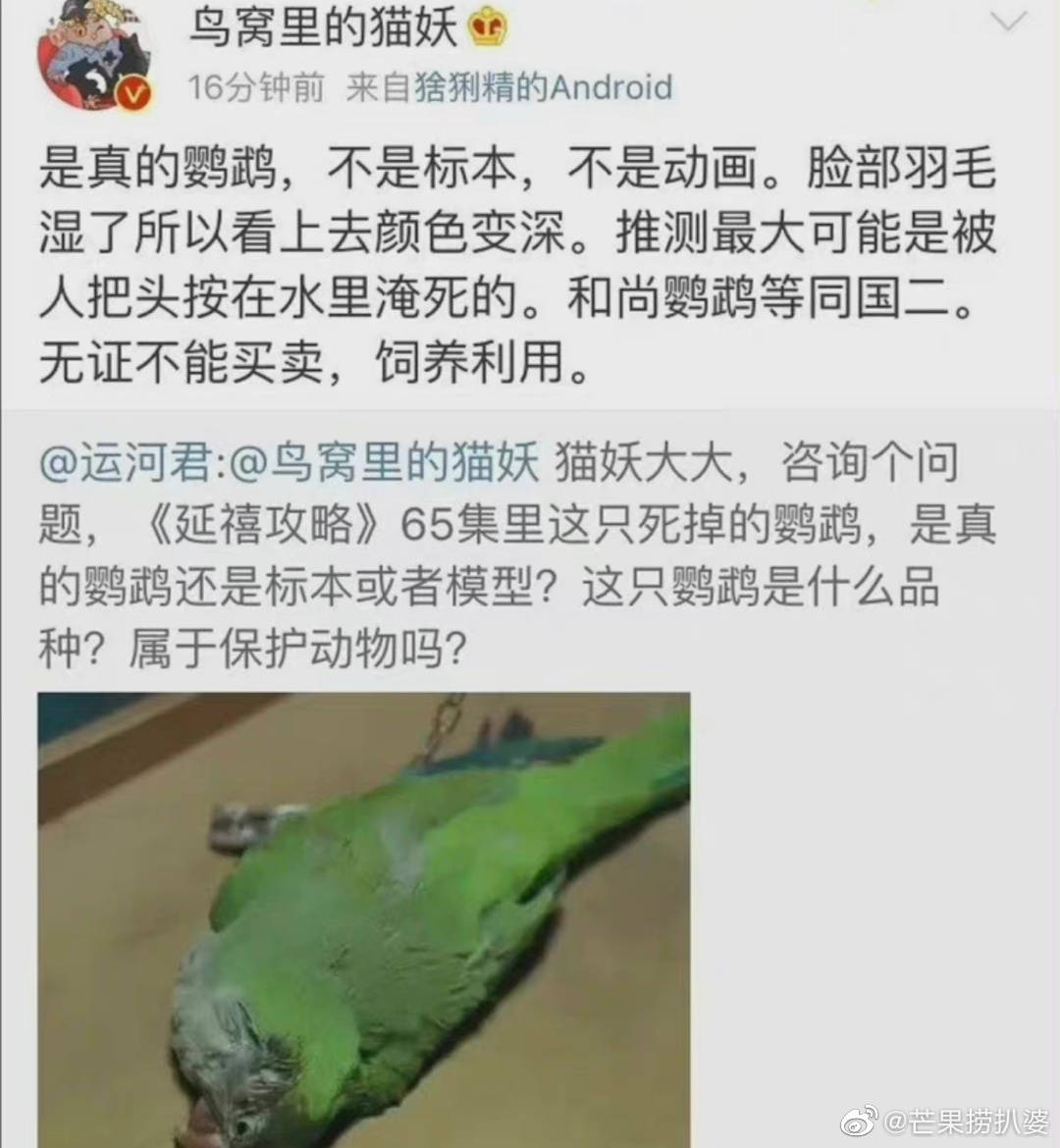 因为这次的小猫咪事件 有细心网友发现 延禧 鹦鹉 于正