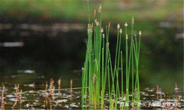 荸荠是以匍匐进行繁殖的生活习性在水里