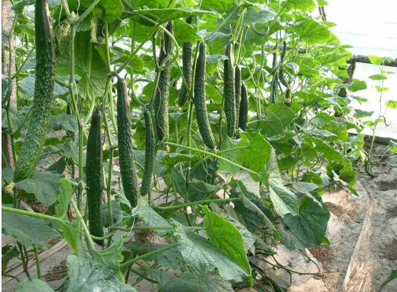 蔬菜生长温度大全