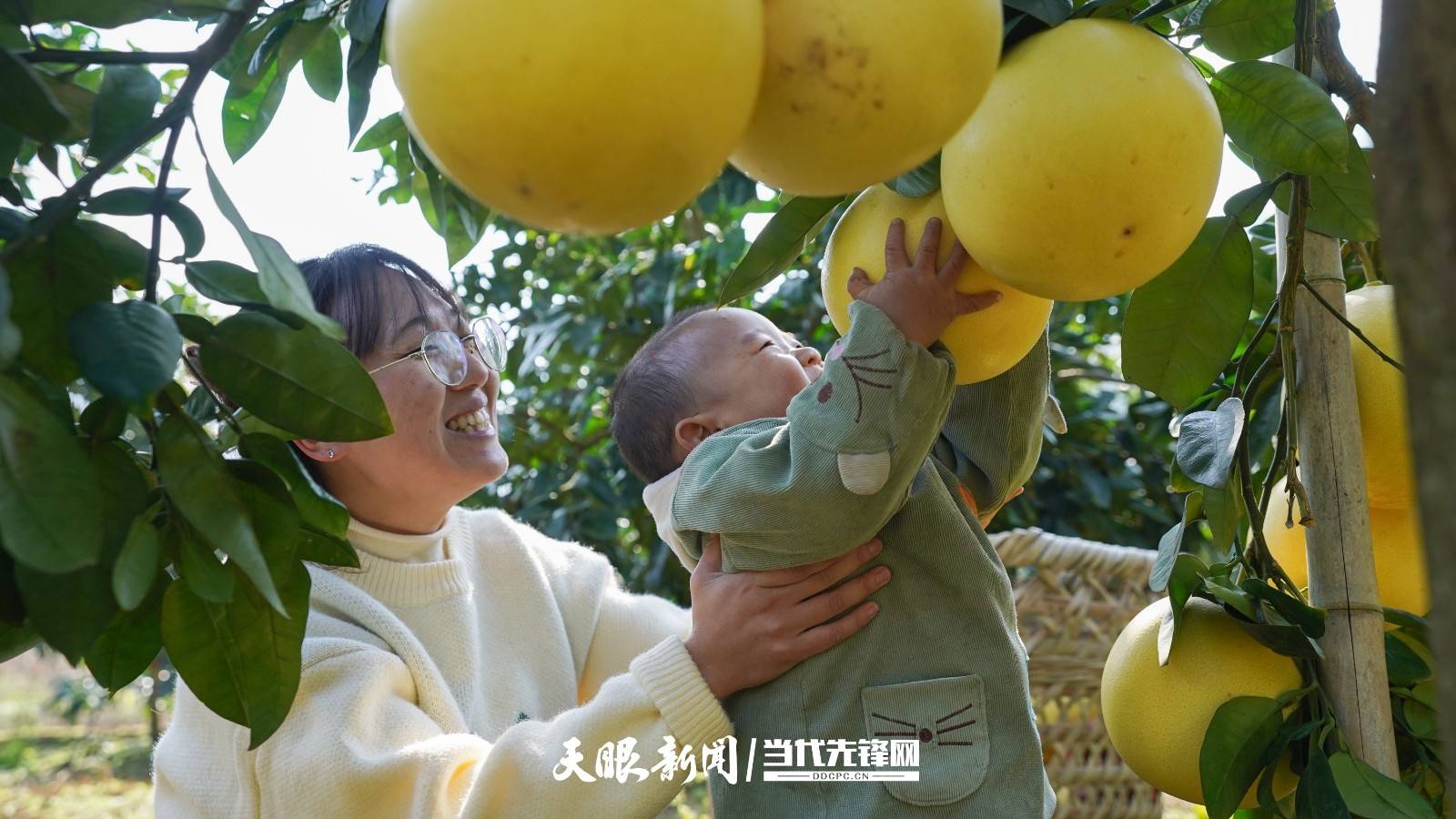遵义务川:“柚”是一年丰收季_柚子_村民_种植