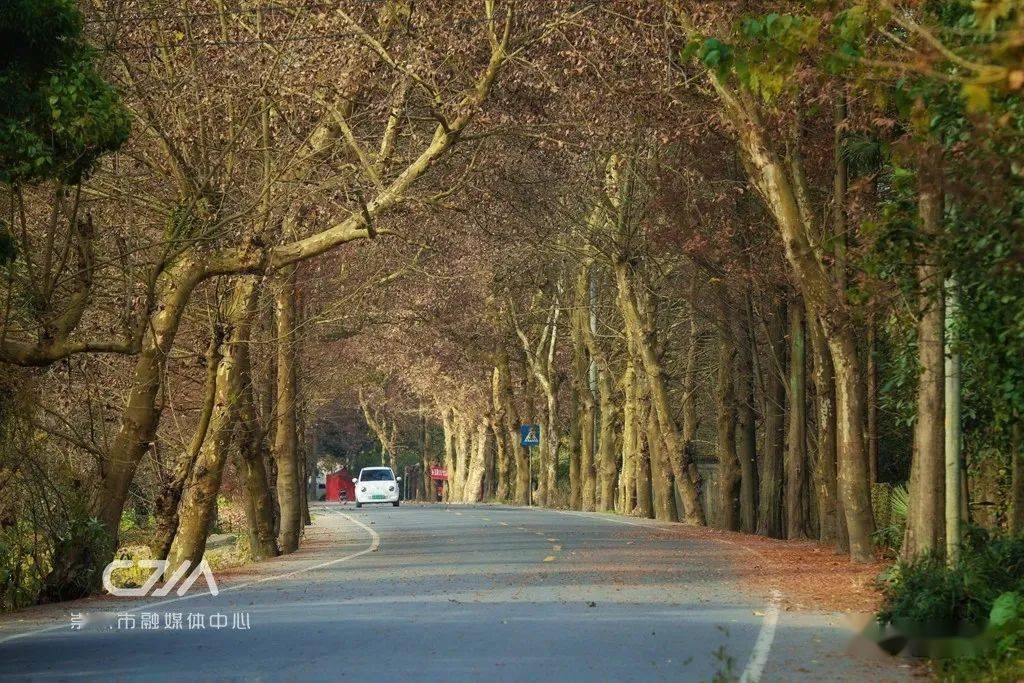崇州这些高颜值公路,你还有哪条没去过?_崇路_乡村_巴蜀