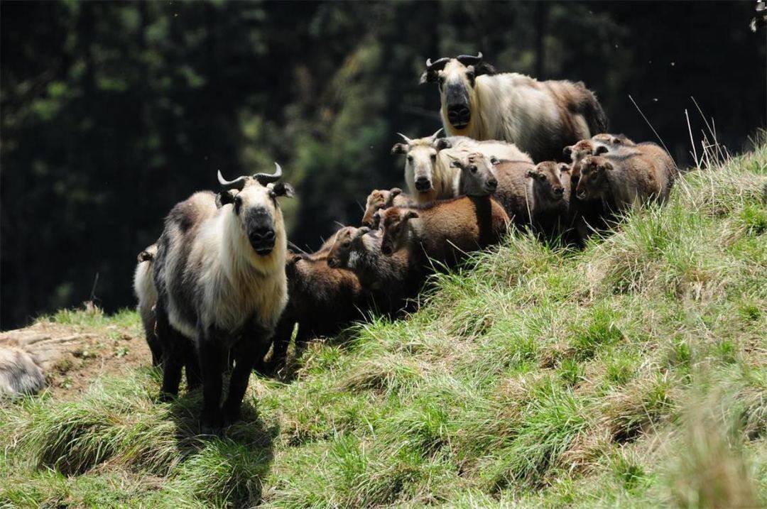 唐家河扭角羚群.鲜方海摄 返回搜