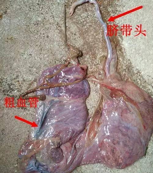 用这4招判断母猪是否产完,你再也不用熬夜了