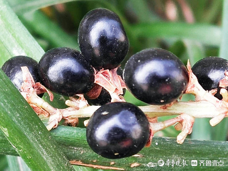 山麦冬果实犹如黑宝石闪闪发光