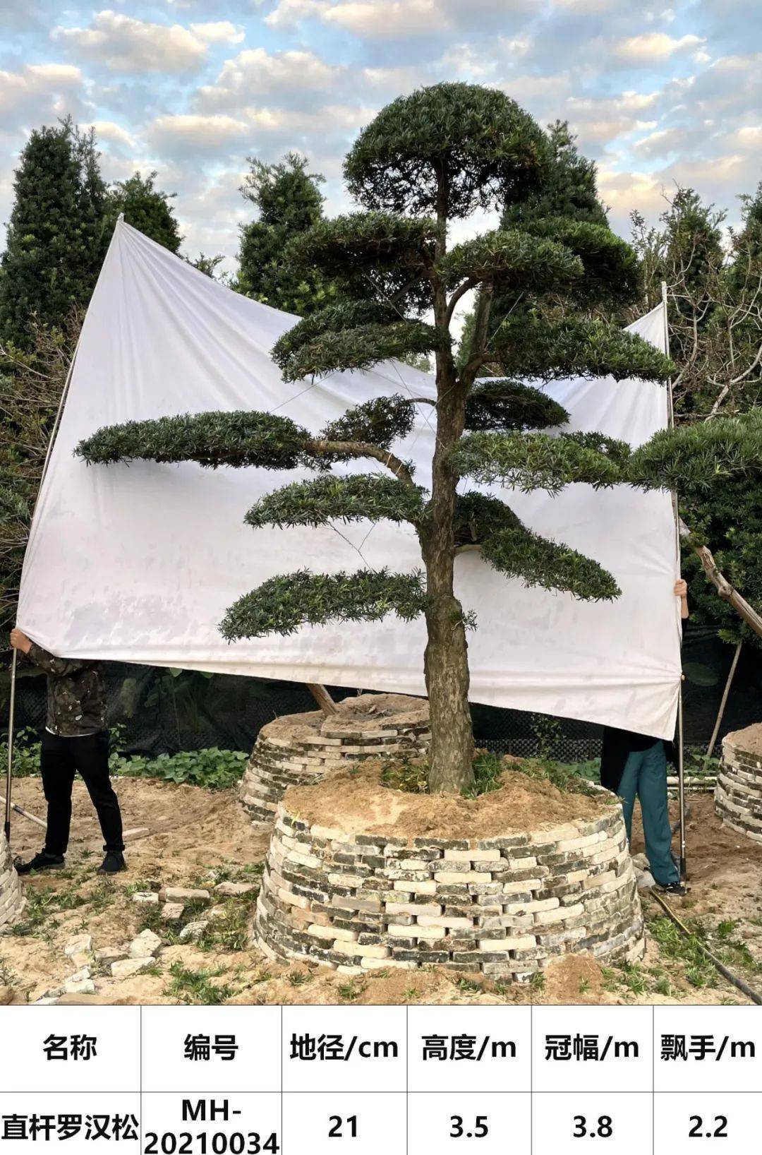 【馬後花園】18-22公分,精品國產羅漢松,直杆工程樹_陳村花卉世界