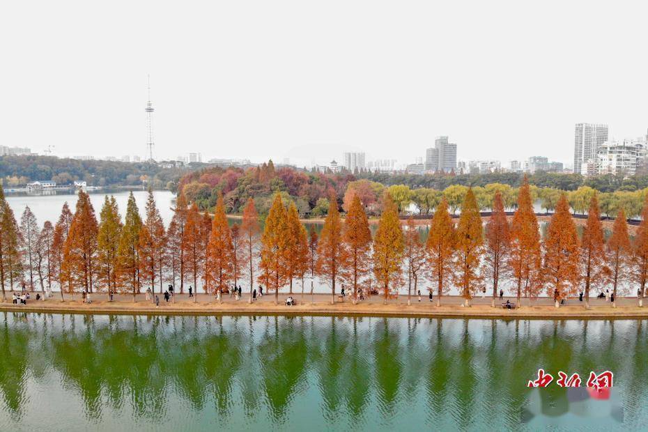 长沙,观赏期,步行道,长沙|长沙“最美水上步行道”迎最佳观赏期