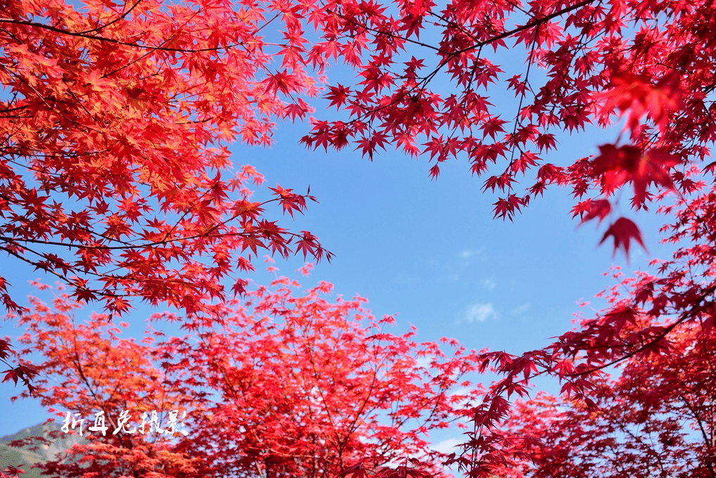 社区|都江堰这个地方年度压轴绝美景色上线，尝完美食，更加不愿走了！