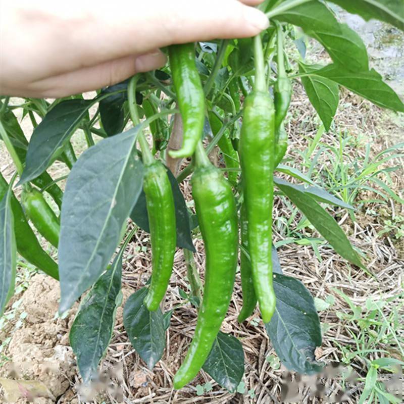 味道鲜辣的软皮羊角椒品种!产量高,抗病性好,种植简单_辣椒_口感_果长