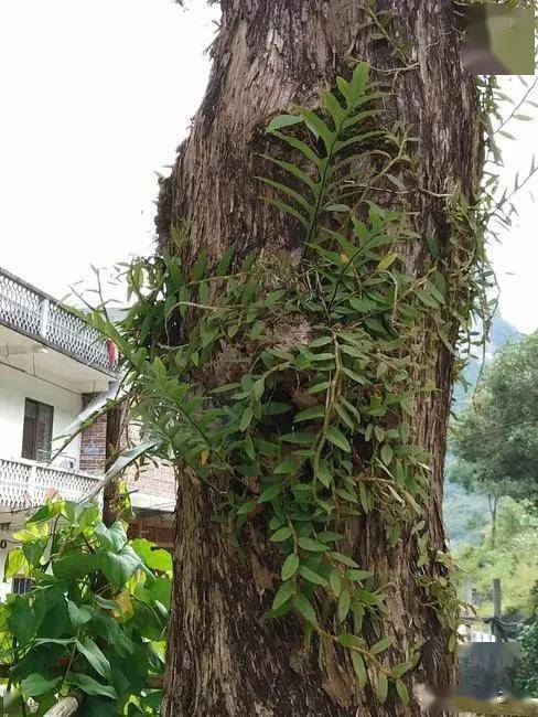 樟树上的附生植物图片图片