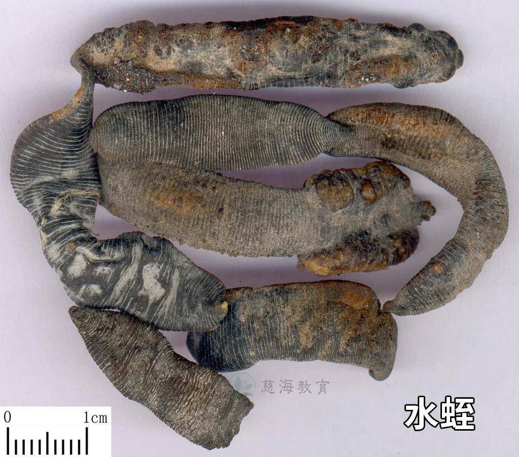 每天学习一味中药水蛭