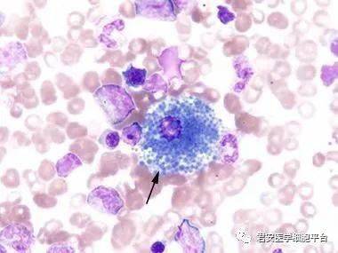海蓝组织细胞图片图片
