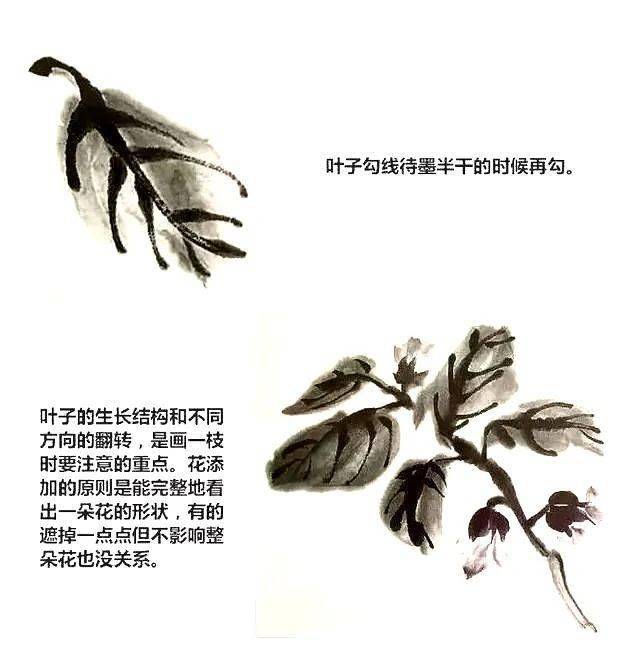 国画教程写意茄子画法