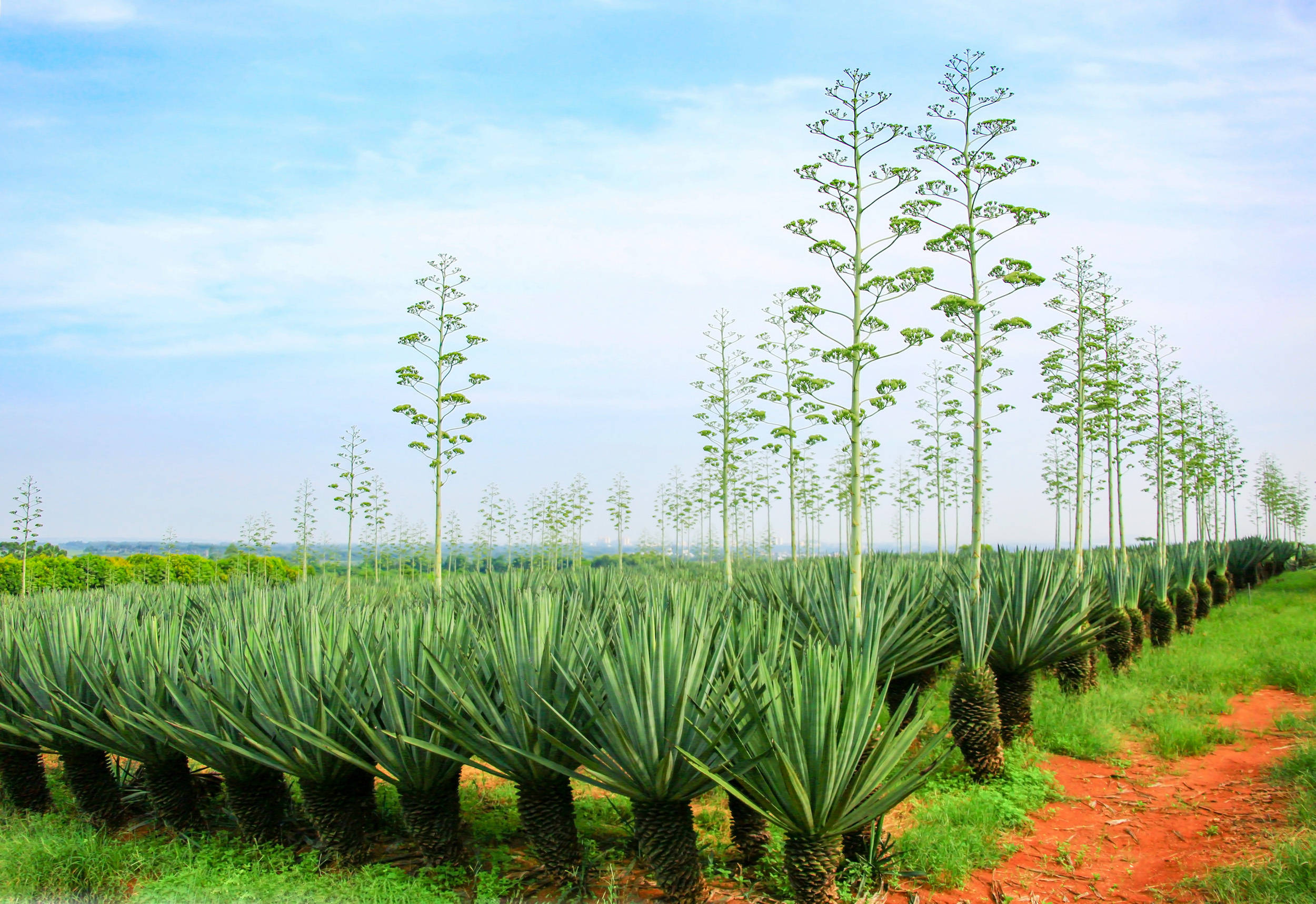 坐落湛江的种子宝库保存了2000份热带作物种质资源