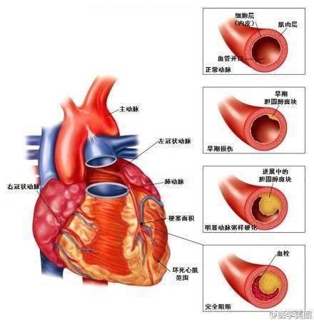 心血管系统详解知识点(图文解析)_心电图_心脏_鉴别