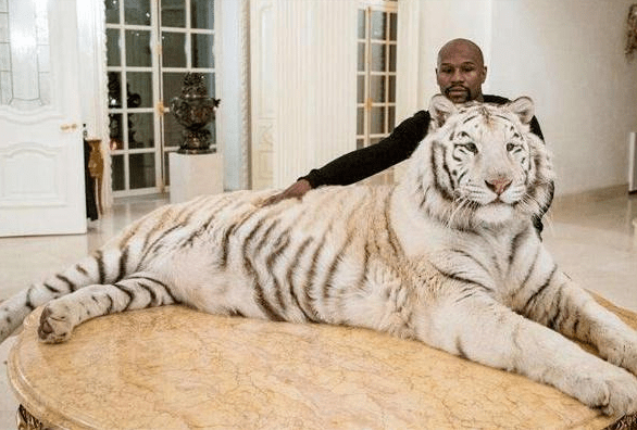 武松打虎是真的吗?看拳王泰森与老虎战力对比,就明白有多假了