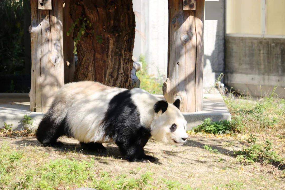 大熊猫住在哪儿图片