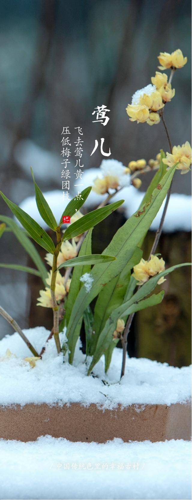 六角的雪花落在草木间,霜花开遍,晶莹剔透.