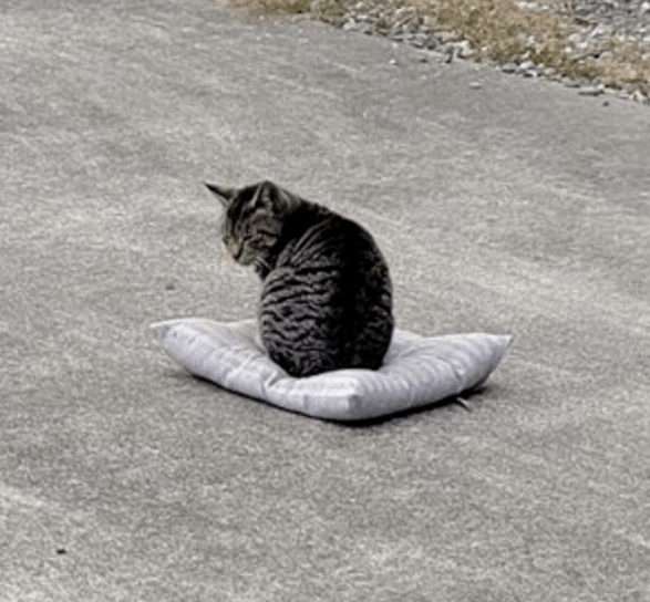 有什么办法不让猫下楼 032c64d761a144c3a3ceca262e6123a8.png