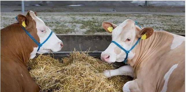 母牛产后瘫痪补钙还不行这到底是咋回事