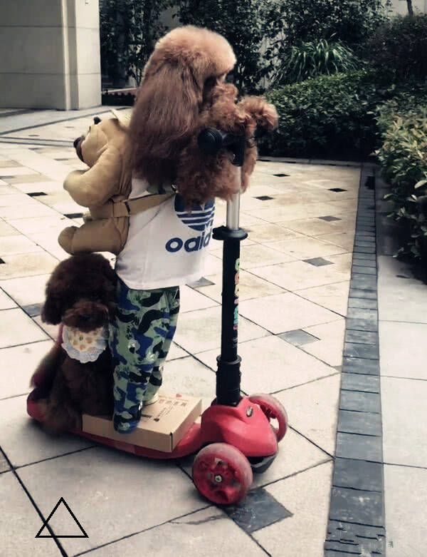 泰迪狗狗臭显摆,骑着摇摆车下坡,结果让人笑翻了_腰板_牛气_洋相