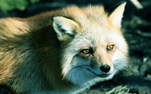 一只小狐狸都这么眉清目秀,网友表示,我再也不说纣王为色所迷了