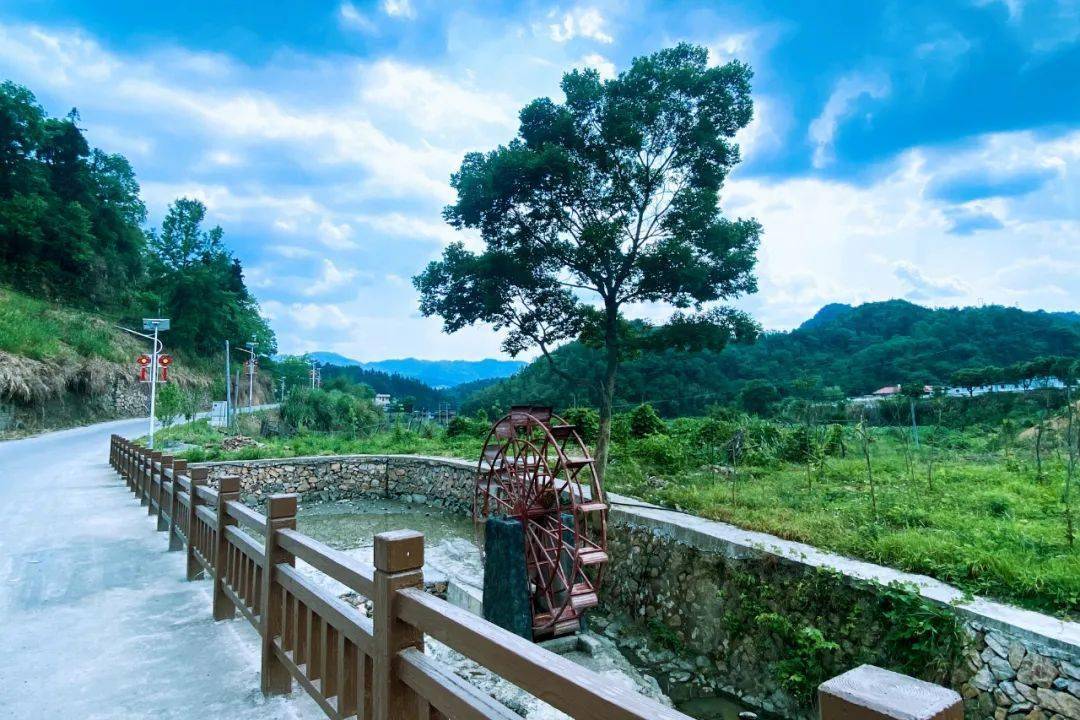 永定枫林村绿色发展蝴蝶翩跹