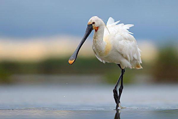 兰溪这8只怪鸟,竟是荷兰的国鸟