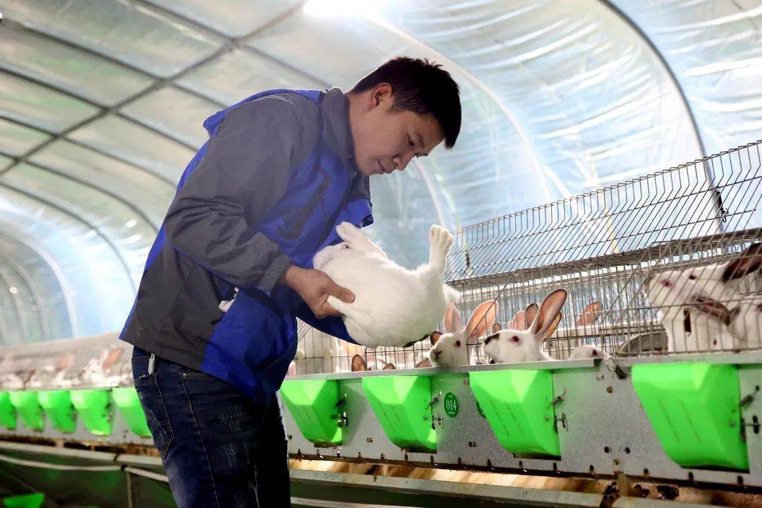 我为群众办实事隆盛小兔子蹦出群众好日子