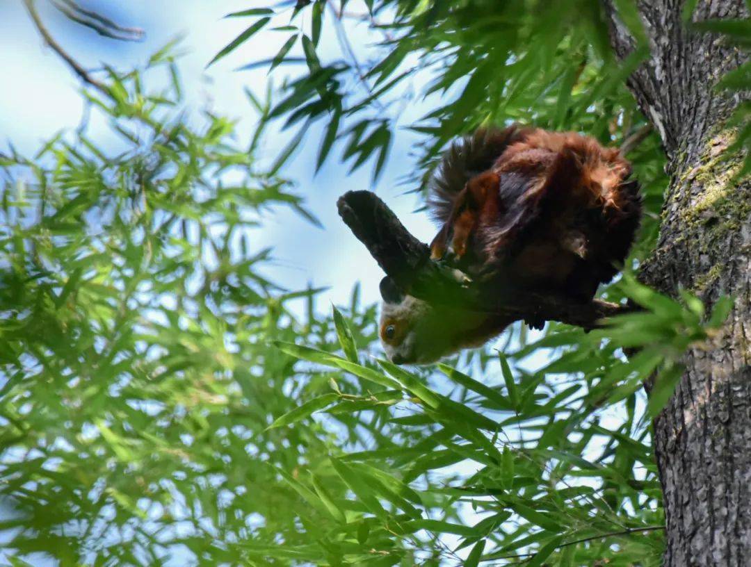 利川深山驚現國家一級保護動物既像貓又像鼠