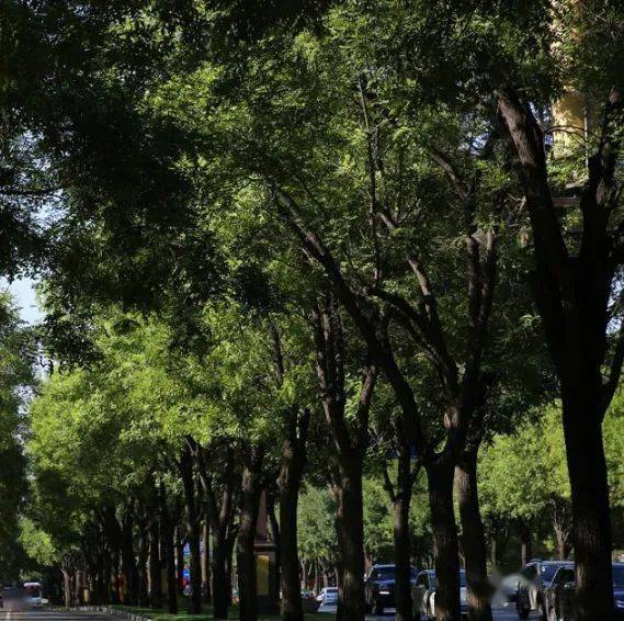 大连市树市花请你来投