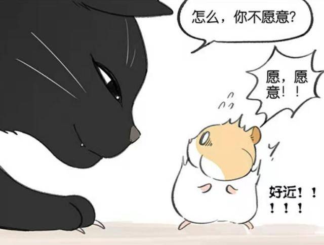 而这只仓鼠软软乖巧的样子也让番蕃我懂得黑猫忍不住想欺负对方的原因