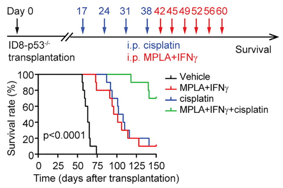 细胞|《细胞》子刊：让叛徒巨噬细胞回炉重造，两种老药提供新抗癌思路！