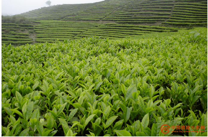 金斗洋生态茶场水仙茶园