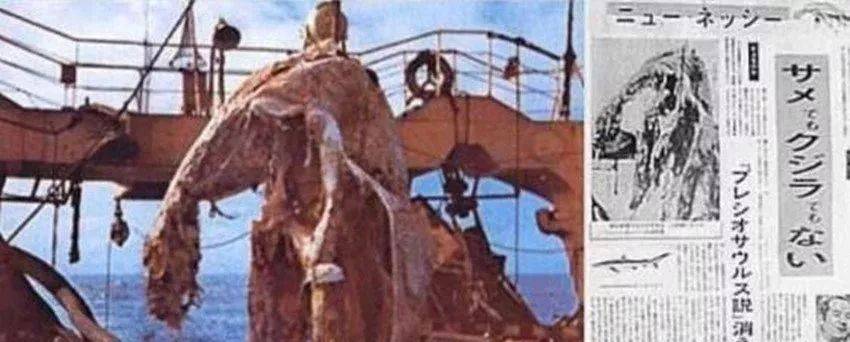 世界未解之谜77年日本海怪事件 错失了远古时期的蛇颈龙 尸体 生物 事情