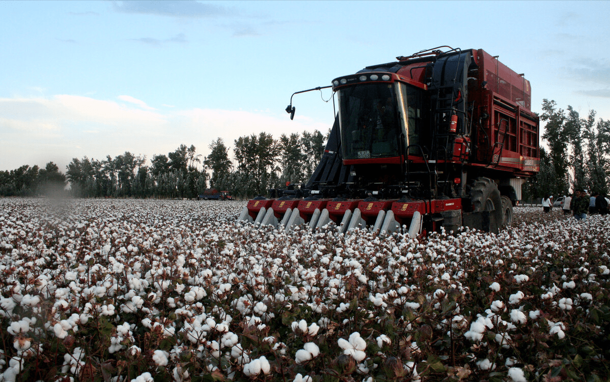 美国棉花一亩能产多少斤和新疆棉花相比有多大差距